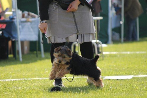 Baltic Terrier Show 005FB