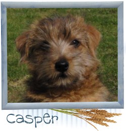 Casper