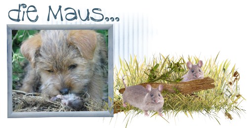 Die Maus