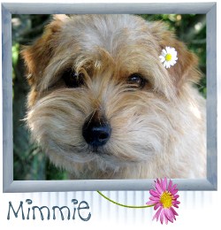 Mimmie