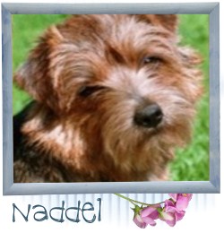 Naddel