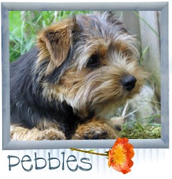 Pebbles mehr erfahren