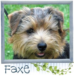 Faxe