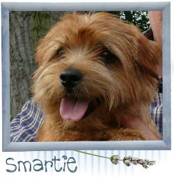 Smartie