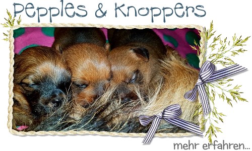 Welpentagebuch Knoppers und Pebbles