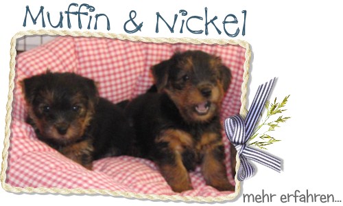 Welpentagebuch Muffin und Nickel