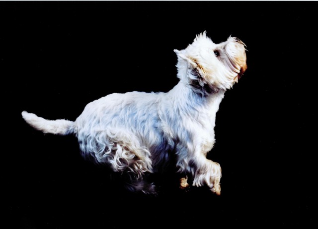 westie