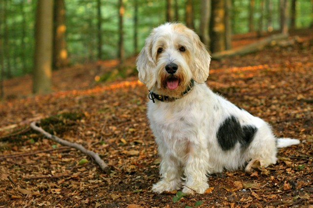 basset