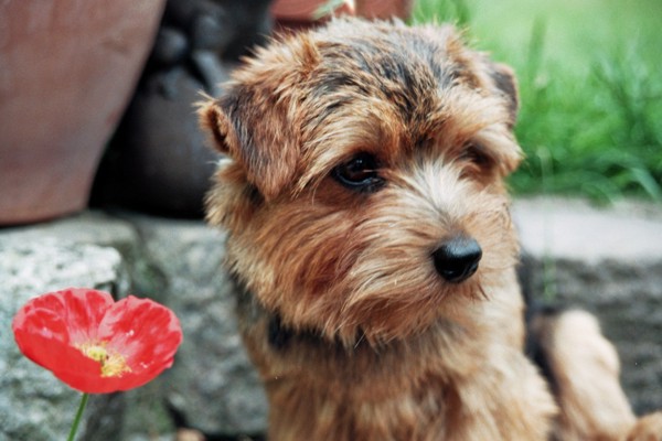 norfolk terrier