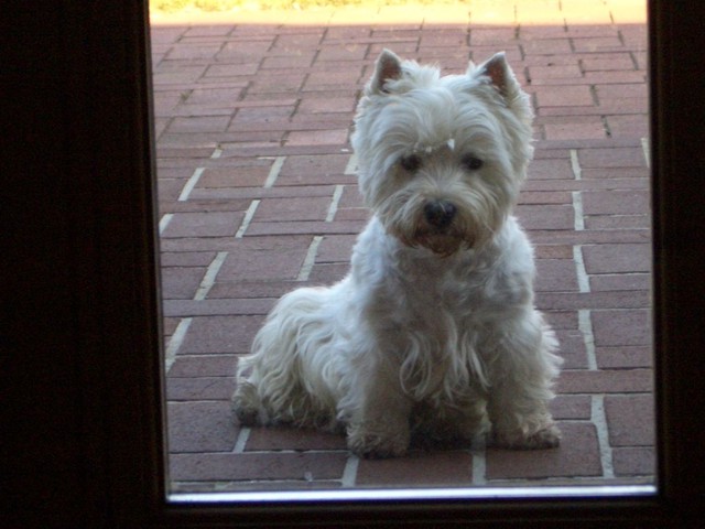 westie