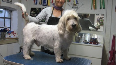 basset