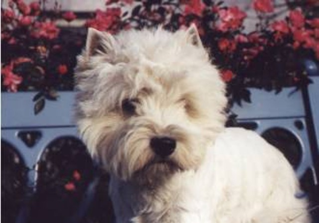 westie