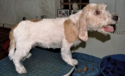 basset