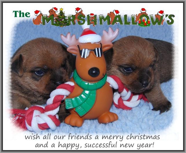 weihnachten2011 startseite