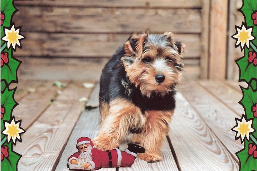 weihnachtsmuffin