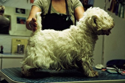 westie